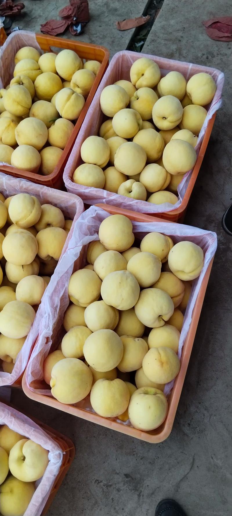 黄金脆继续大量收购#优质农产品 #新鲜采摘 #口感特别好