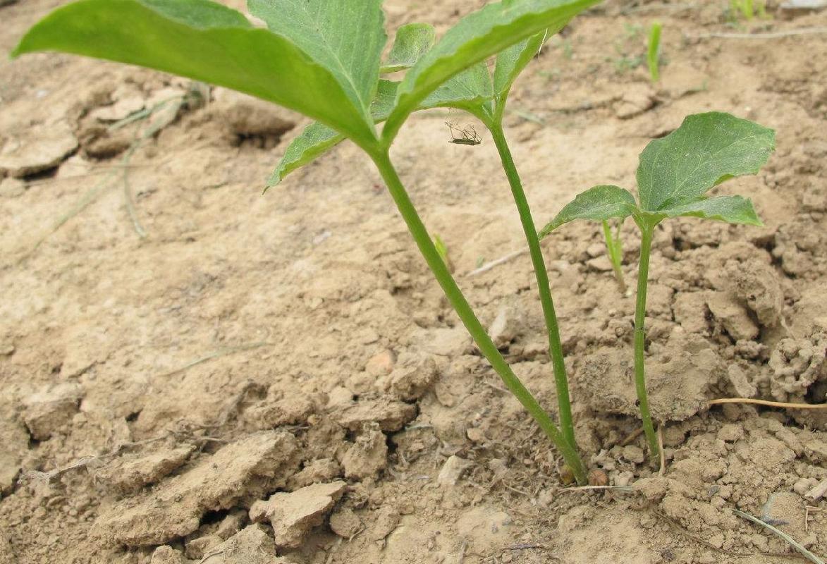 耕地里的一种野草,20年前曾大量收购,如今卖到40一公斤