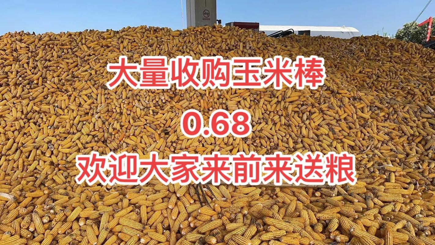 新麦暂时停收,陈麦1.52#优质农产品 #粮食收购 #又到了 - 抖音